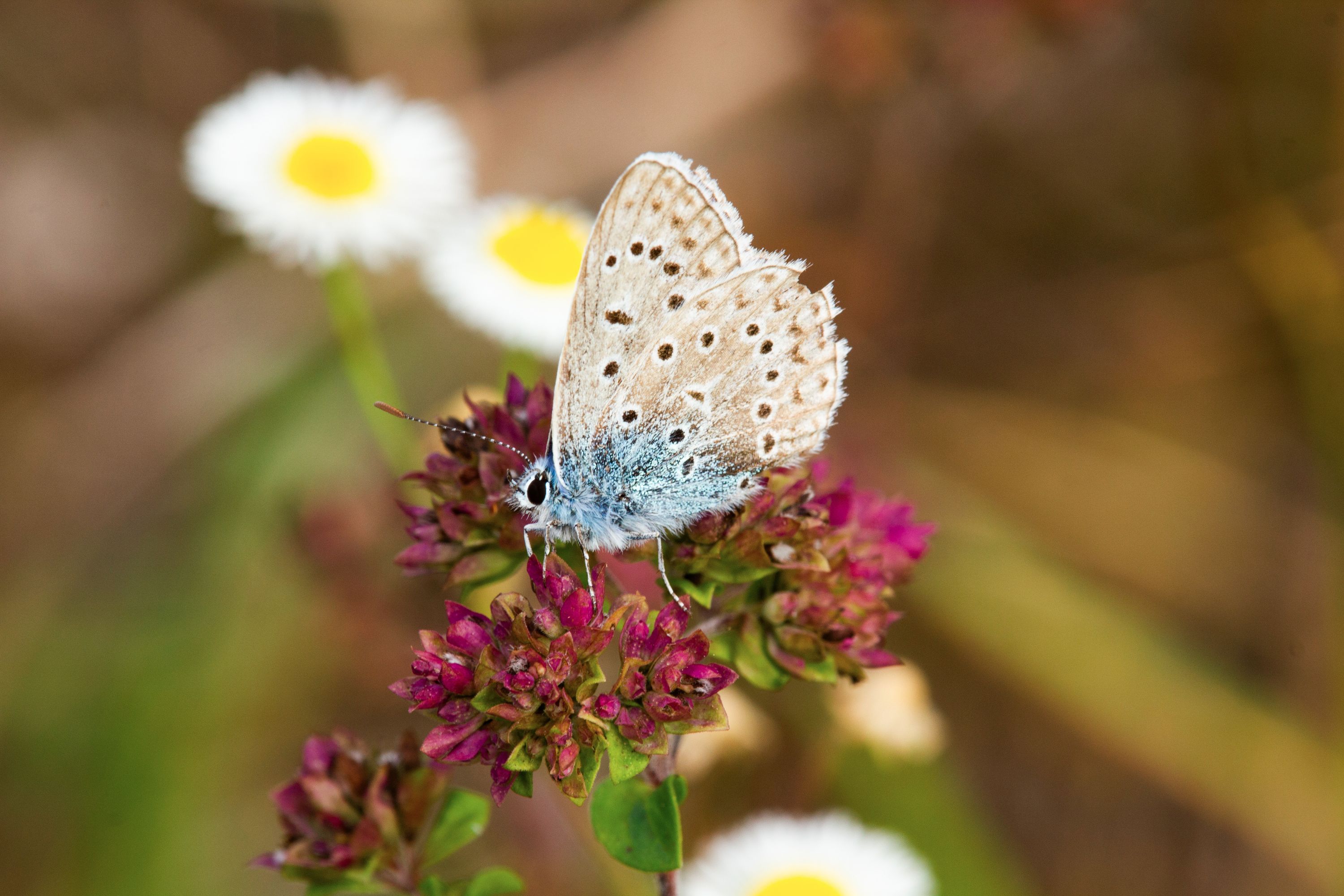 blauer Falter_edited - Kopie